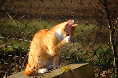 Red mackerel tabby red cat tiger cat photo