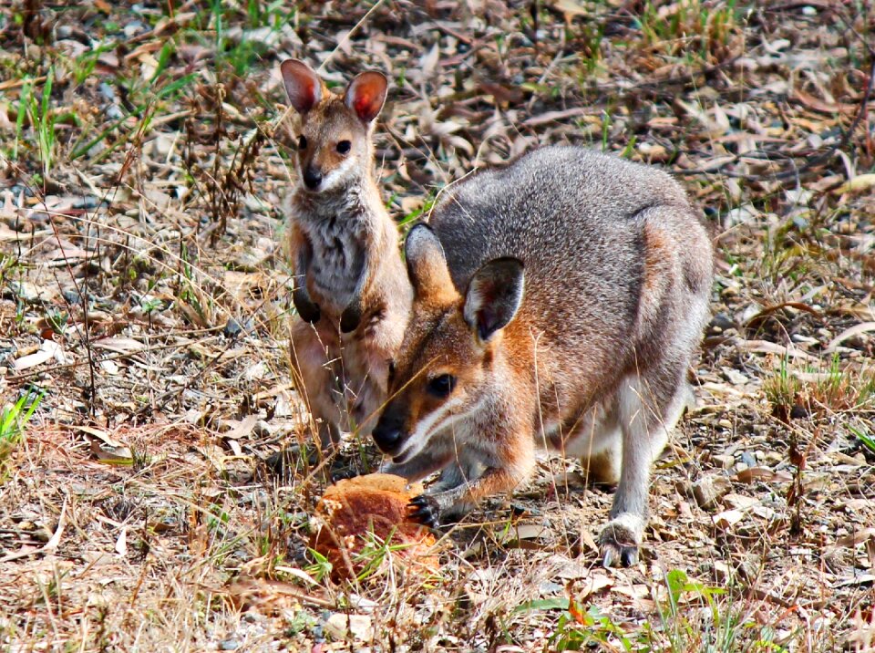 Wallaby australia marsupial