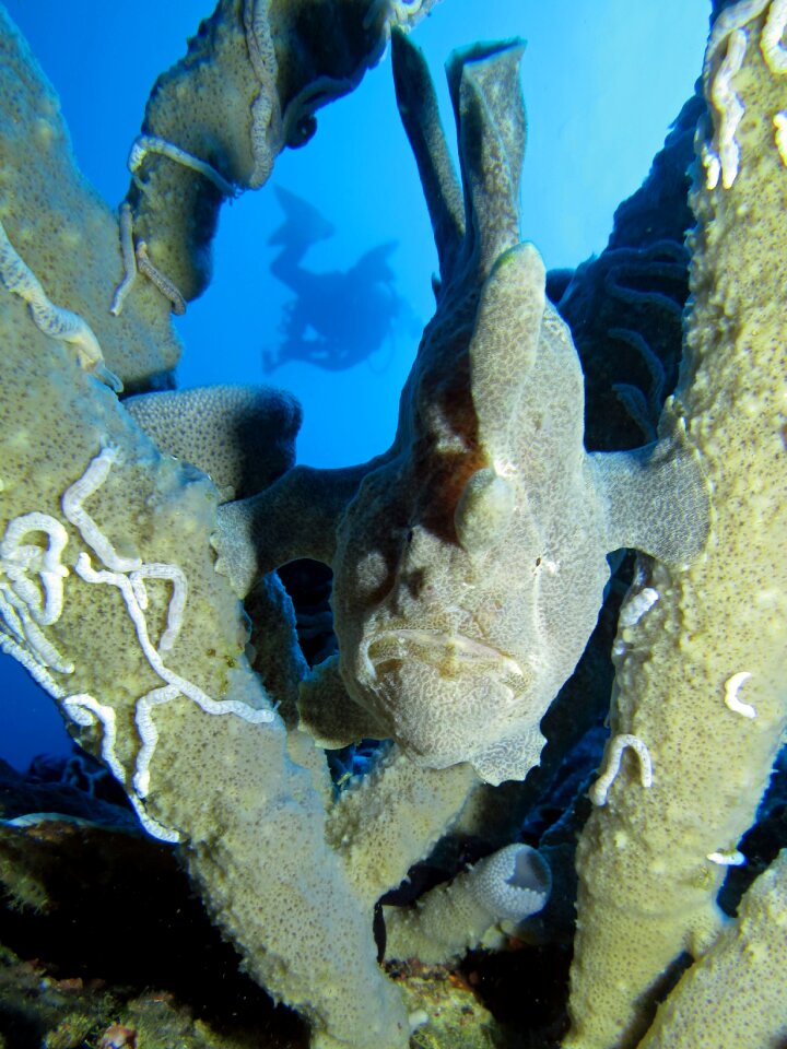 Marine underwater photography nature