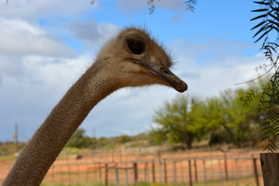 Africa head big bird