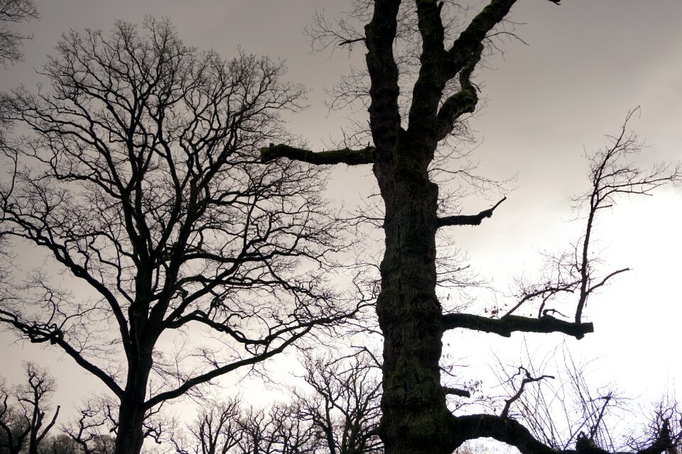 Nature bark landscape