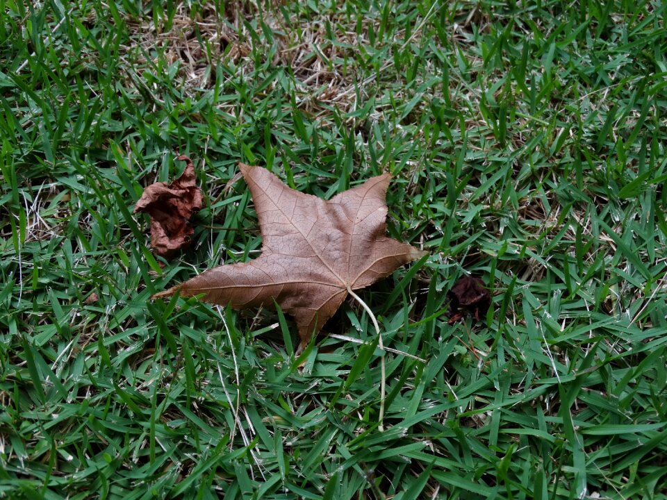 Platano canada dry leaf photo