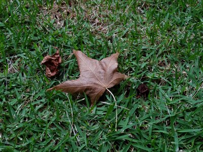 Platano canada dry leaf photo