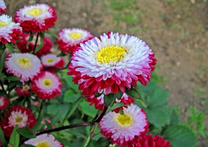 Dacha plant closeup photo