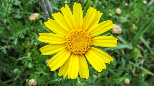 National park flower flora
