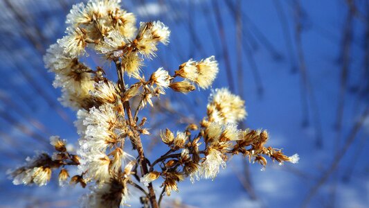 Plant frozen blue