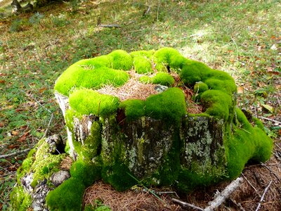Fall green under wood