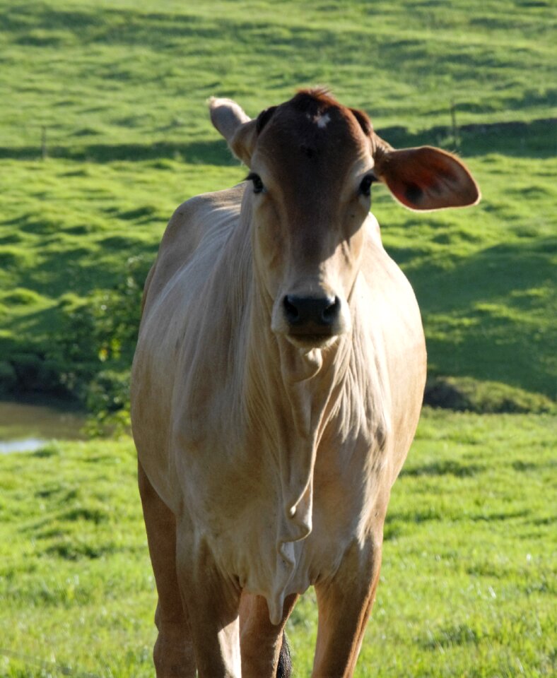 Animal veal field