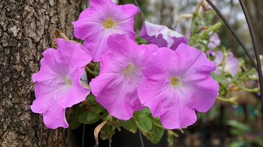 Garden summer flower photo