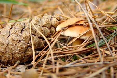 Needle forest litter photo