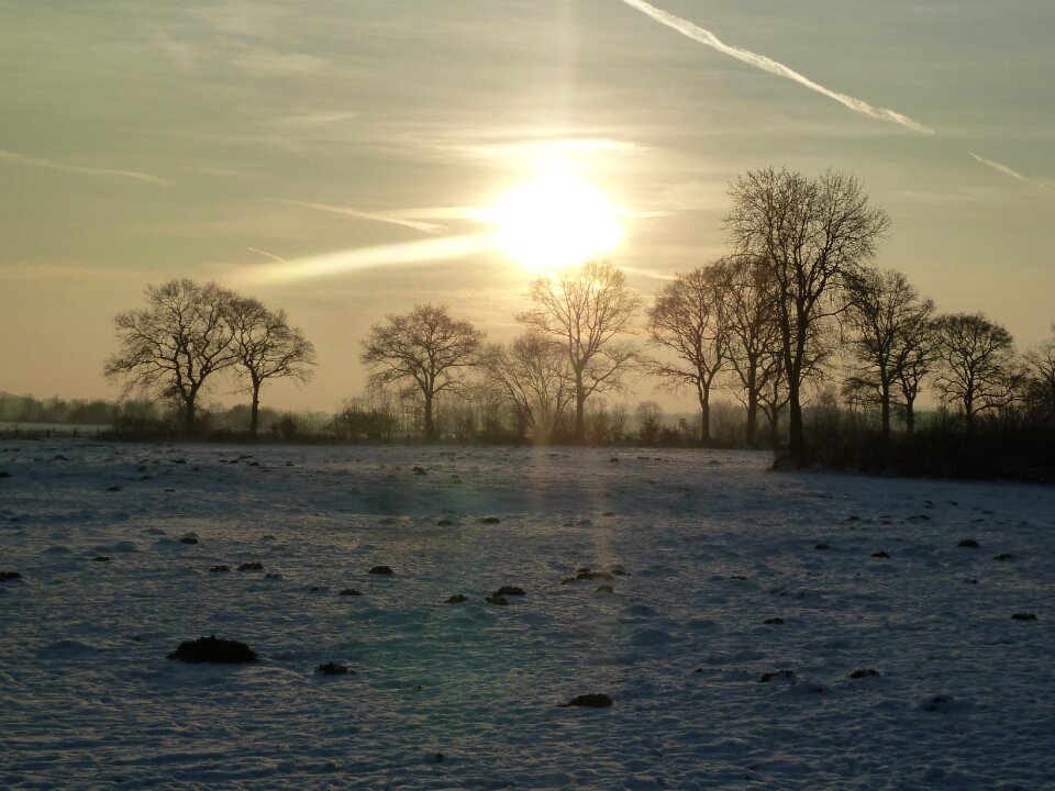 Trees winter trees wintry
