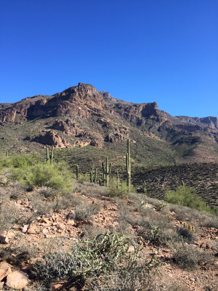 Nature landscape saguaro