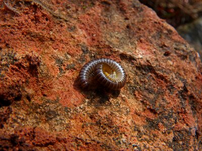Spiral arthropod rings