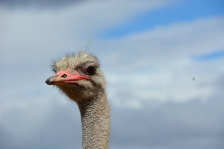 Africa head big bird photo