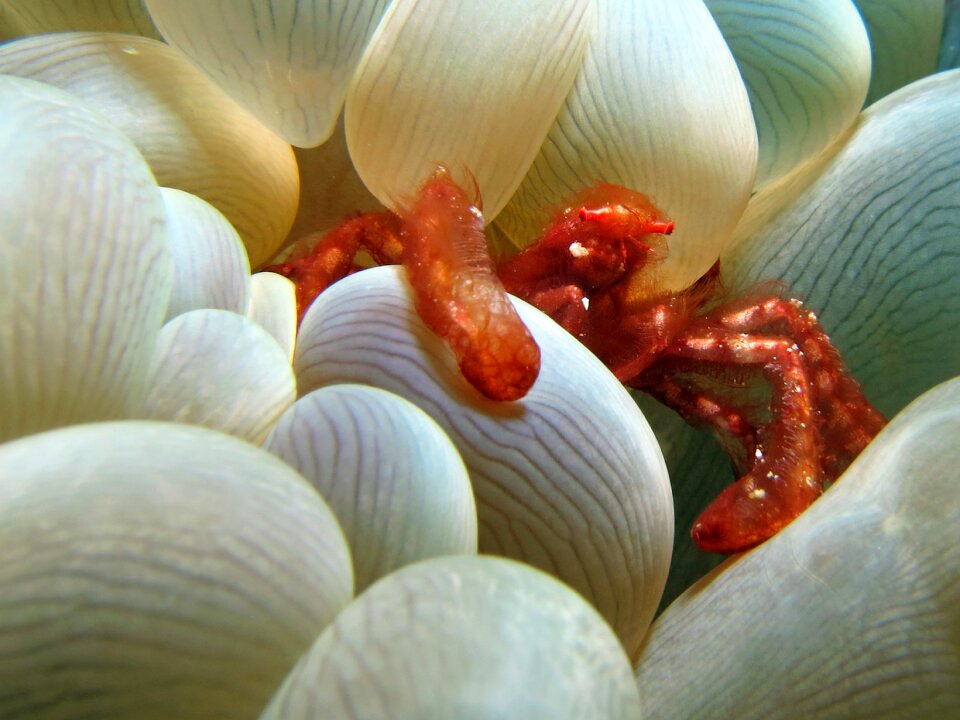 Marine underwater photography nature