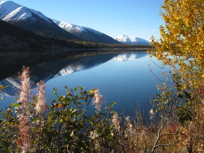 Lake fireweed autumn