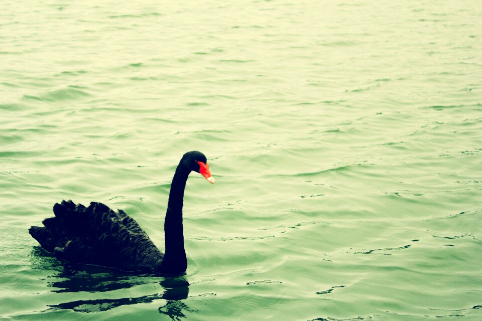 Green water serenity temperament