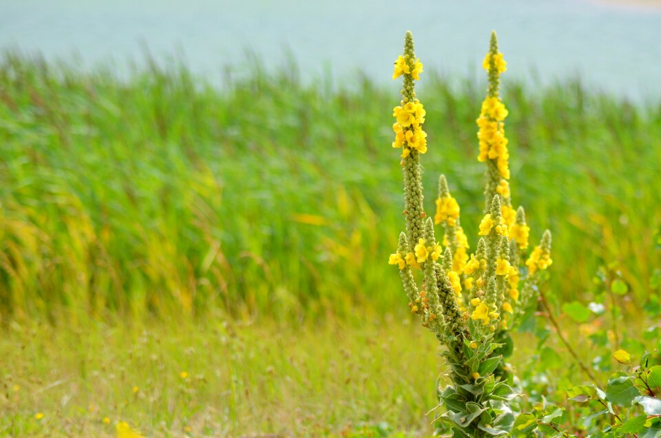 Summer spring yellow flowers