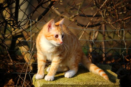 Red mackerel tabby red cat tiger cat photo