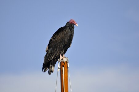 Vulture scavenger animal photo