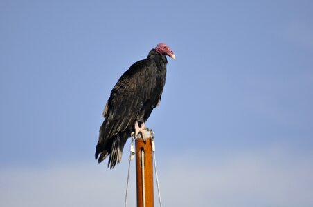 Vulture scavenger animal