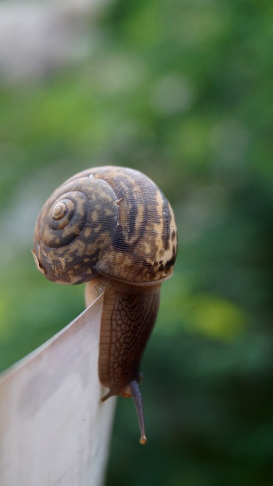Shell environment wildlife