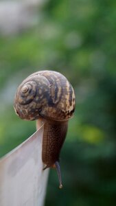 Shell environment wildlife