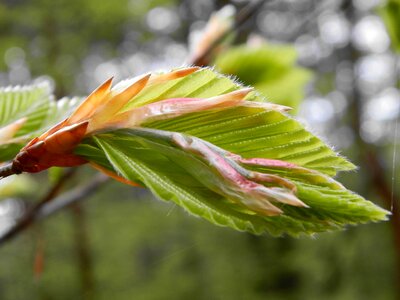 Spring new life nature photo