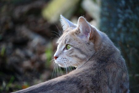 Tiger cat kitten cat's eye