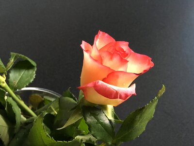 Beautiful color blossom