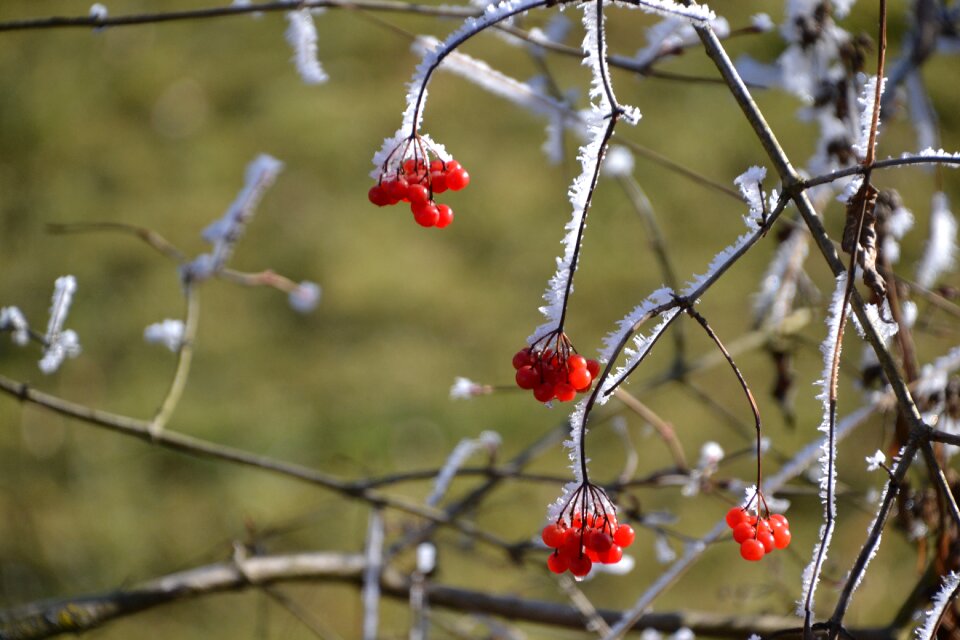 Berries ripe winter