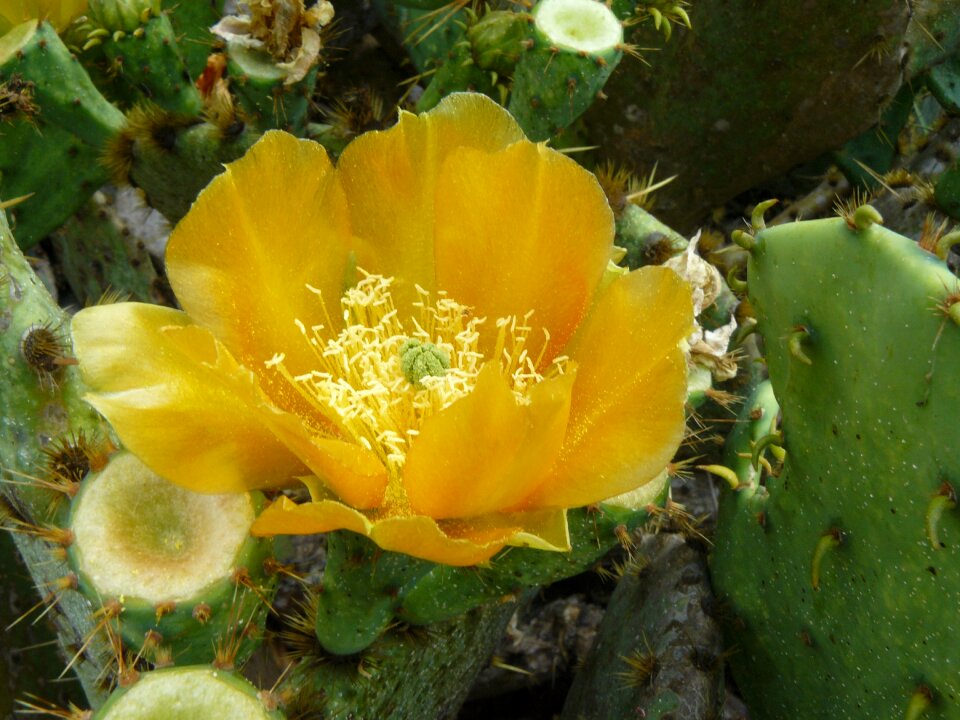 Desert prickly blossom