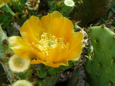 Desert prickly blossom photo