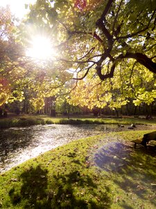 Golden autumn tree pond
