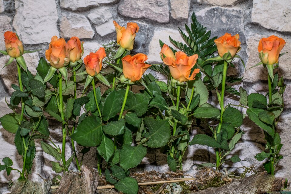 Flowers rosa red stone wall