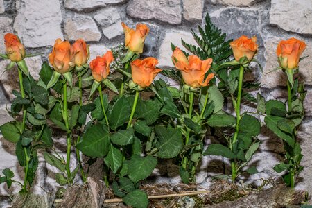 Flowers rosa red stone wall