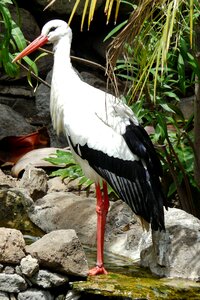 Rattle stork white storks signs of spring photo