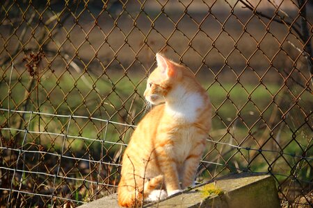 Red mackerel tabby red cat tiger cat