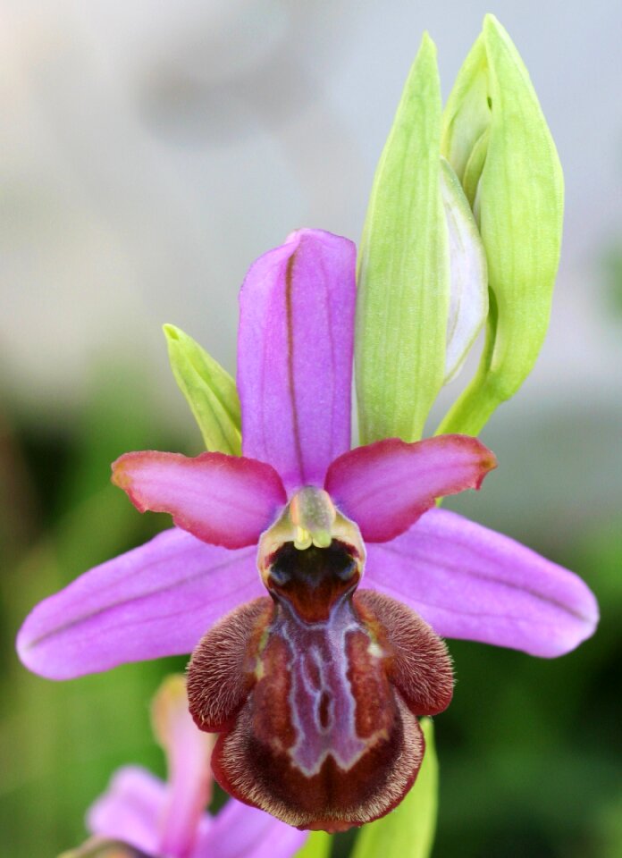 Ophrys aveyron scrubland