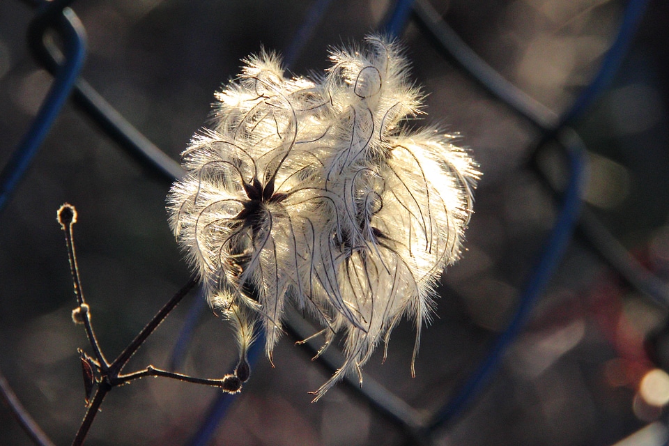 Plant feather duster wild growth