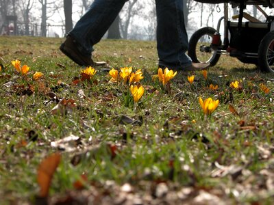 Child krokus stroller photo