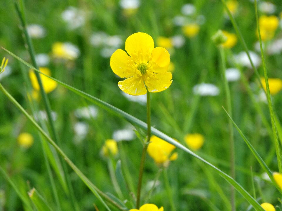 Spring yellow flowers nature