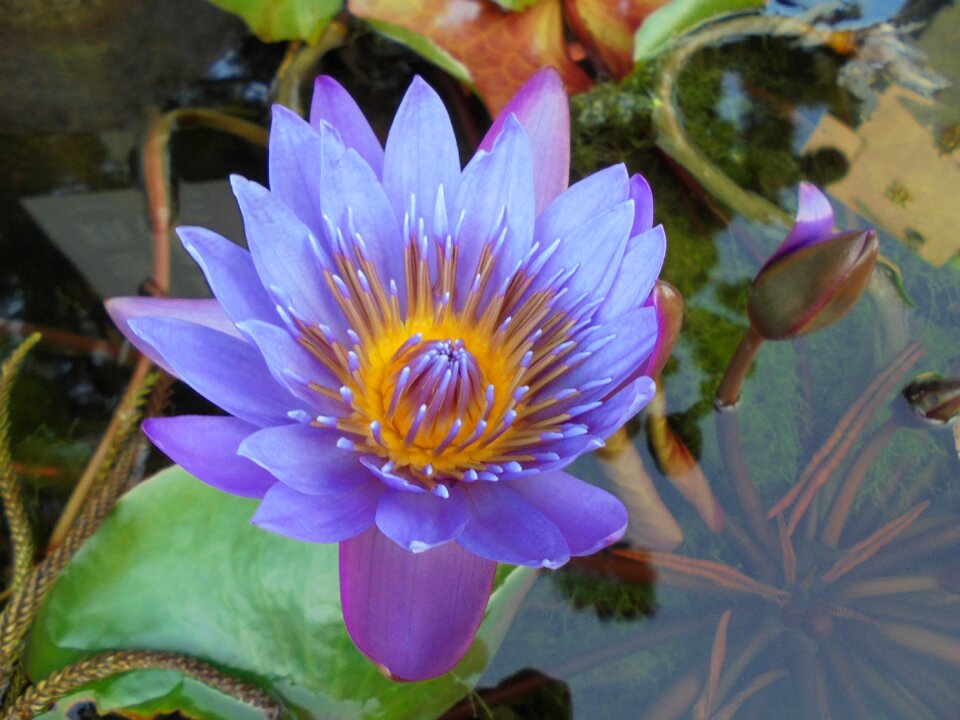 Plant pond lotus