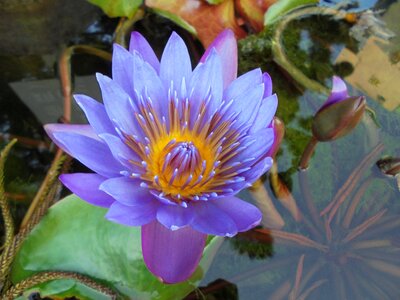 Plant pond lotus photo