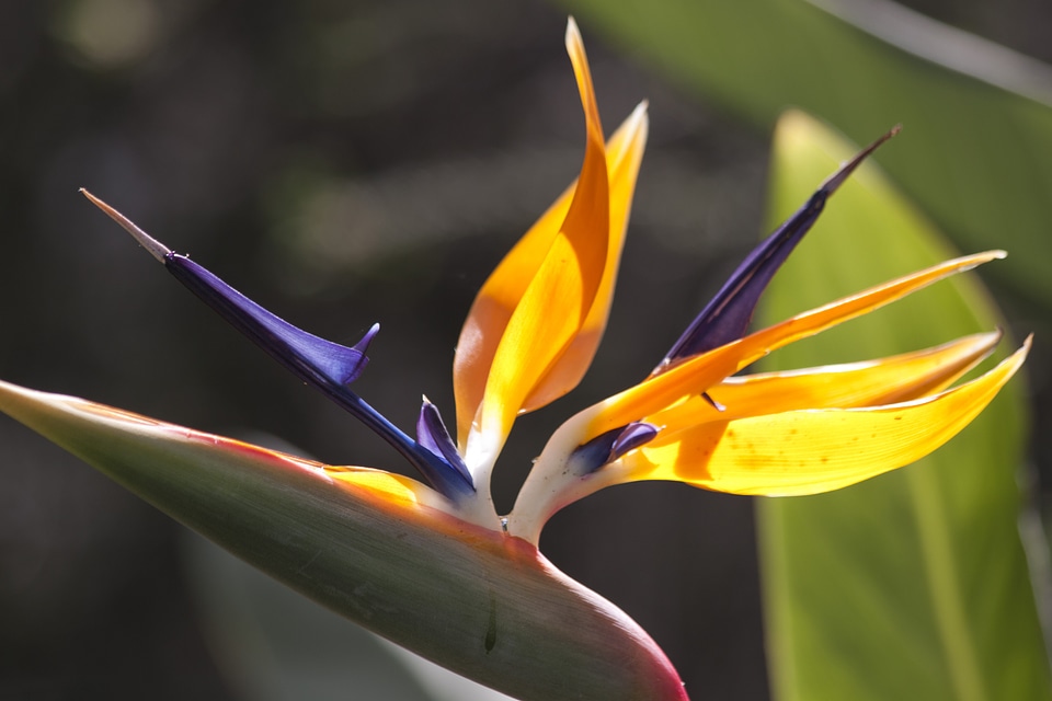 Strelitzia orchids botanical garden africa