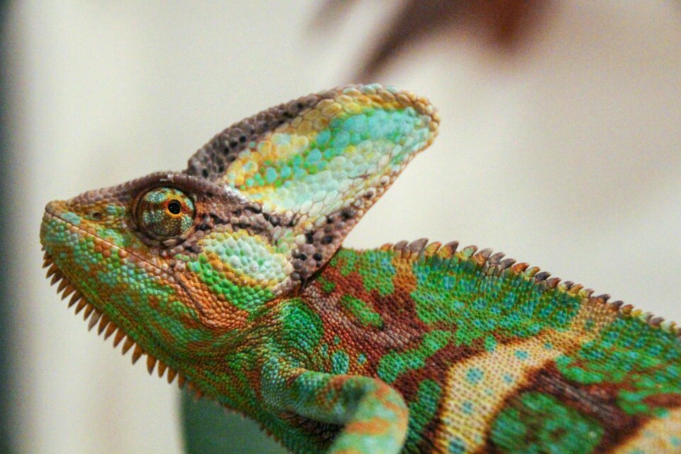 Lizards colorful colourful