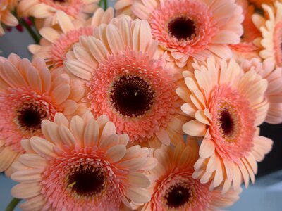 Blossom bloom filled