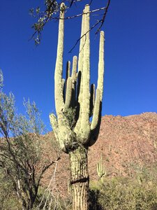 Nature landscape saguaro