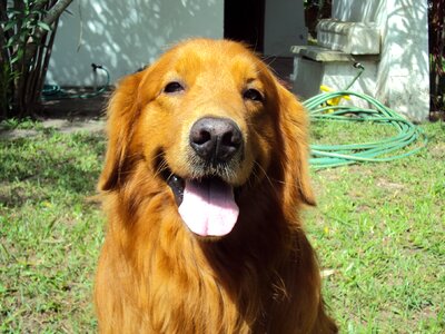 Golden retriever frontal view