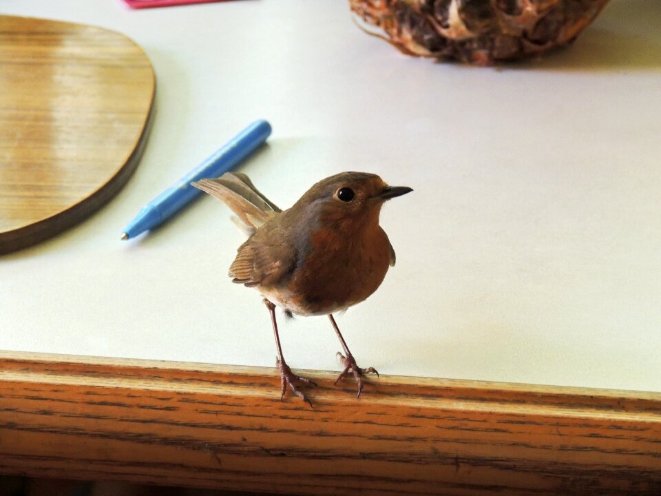 Breasted english bird